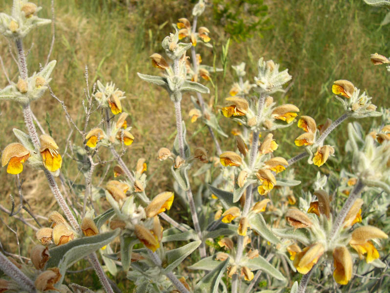 Phlomis crinita photo